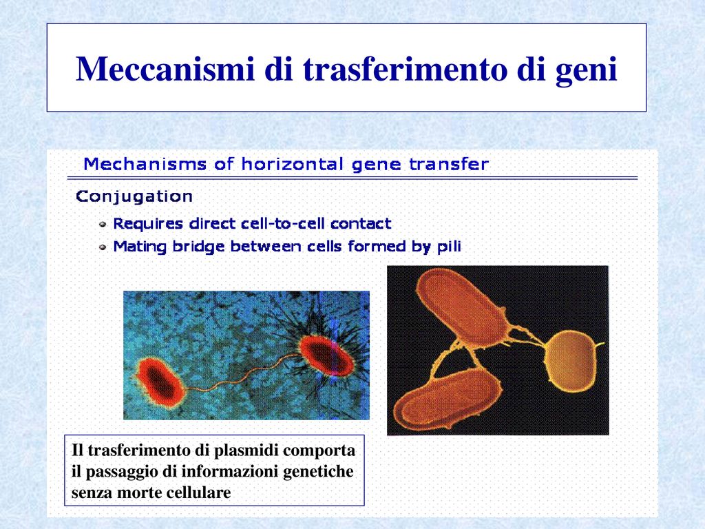 La Resistenza Agli Antibiotici Ppt Scaricare